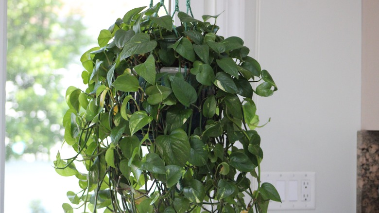 Pothos plants grows above its container