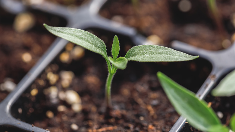 seedlings in black containers