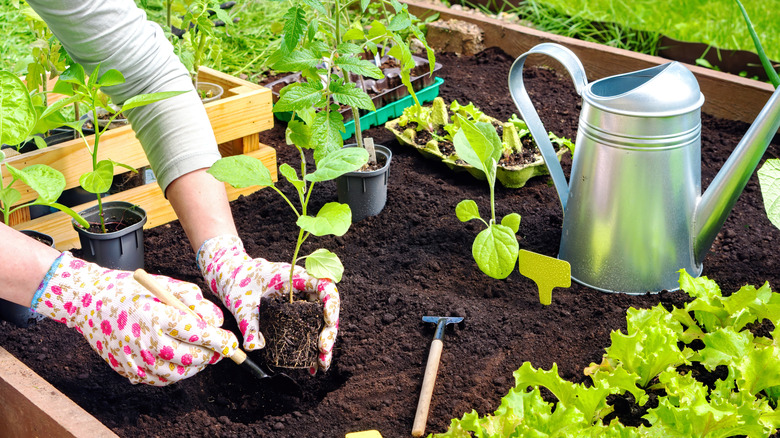 person planting eggplant seedling in garden with watering can
