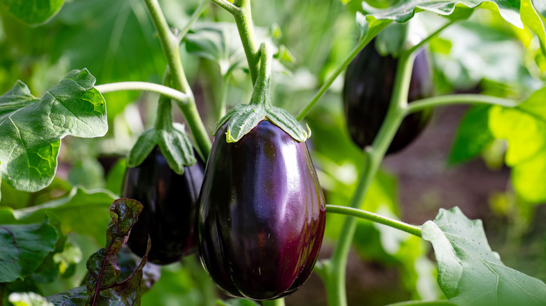 eggplant growing on vine in garden