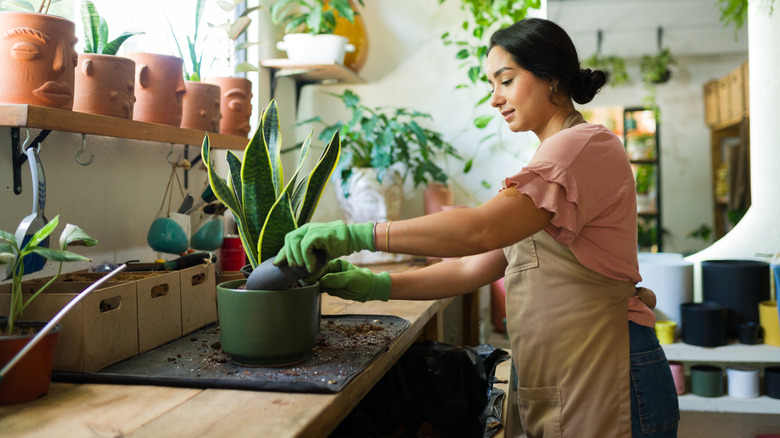 A woman adds soil to a large potted snake plant.