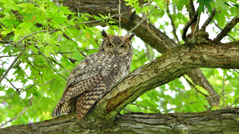 A great horned owl stares out from the branch of a tree in a backyard.
