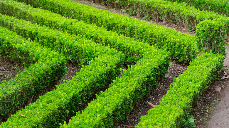 Rows of clipped boxwoods