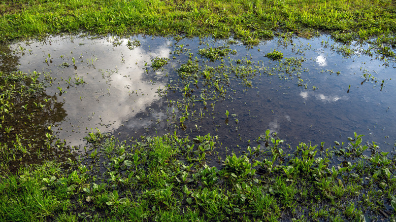 Standing water in grass
