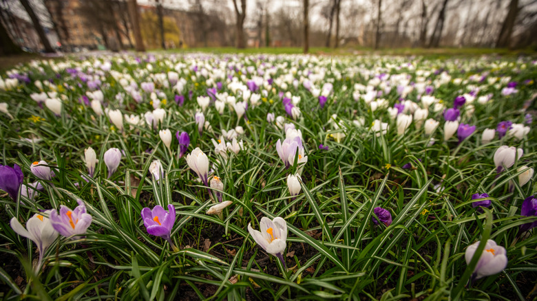 Open field of all-one-height flowers