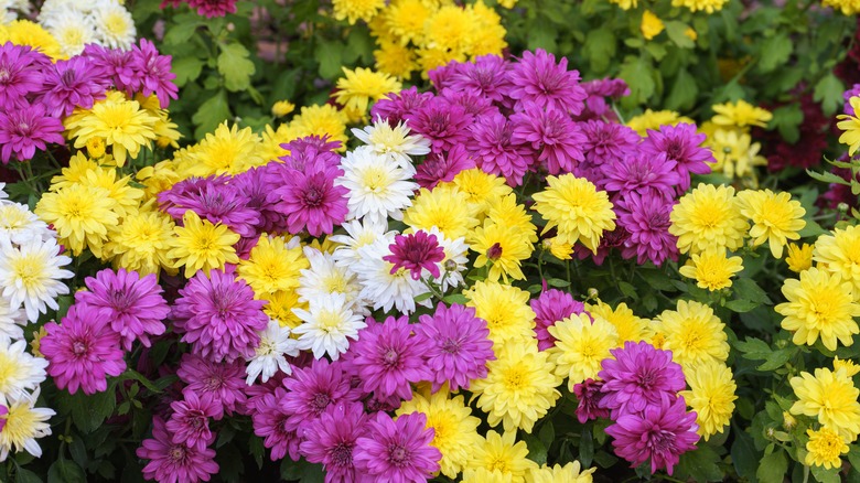 Mix of fresh bright blooming various color chrysanthemum