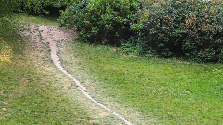 Desire path on grass