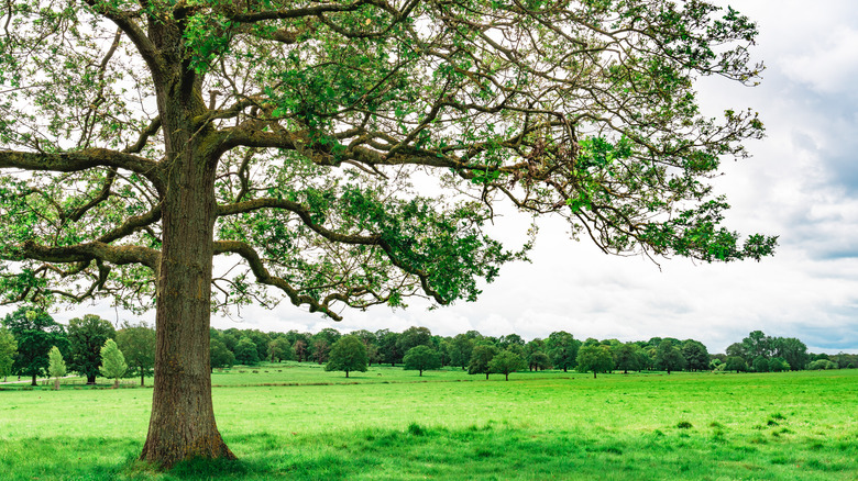 Large tree in open field