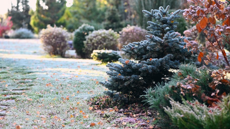 Snow on shrubs