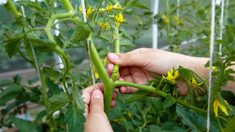 A person pinching a tomato sucker