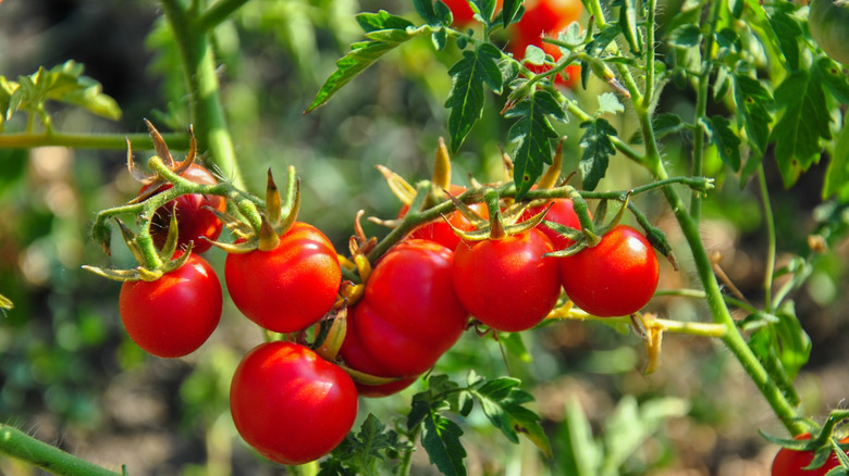 An indeterminate tomato plant with green tomatoes