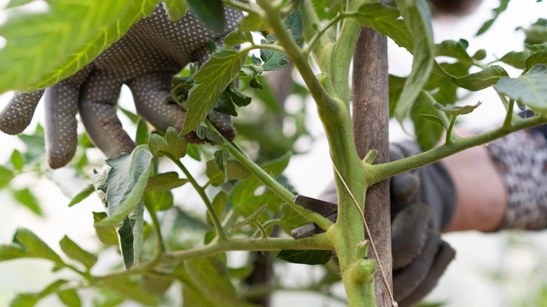 A person pruning a tomato plant