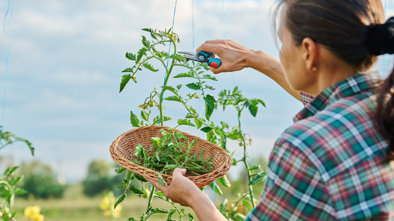 A person pinching off a tomato plant sucker