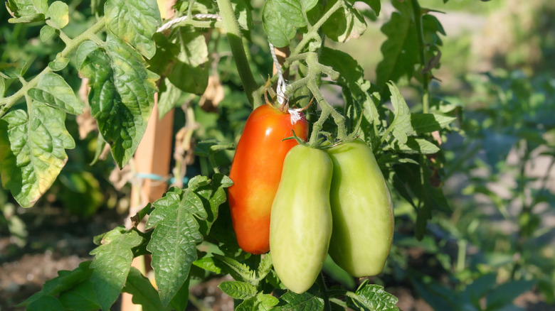 Tomatoes on a determinate plant