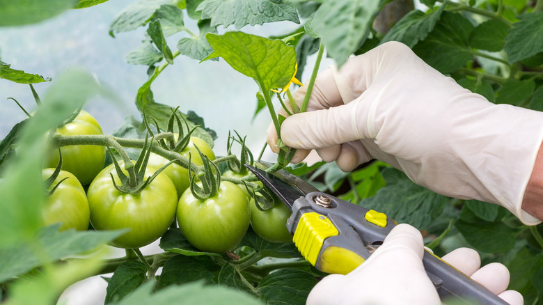 A person pruning a tomato plant