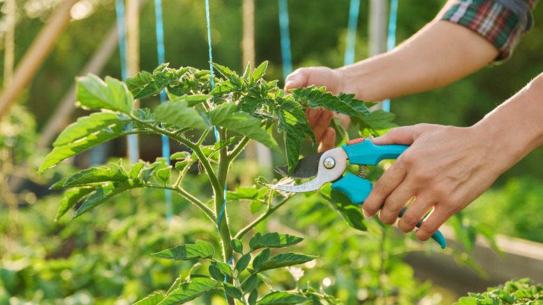 A person pruning a tomato plant