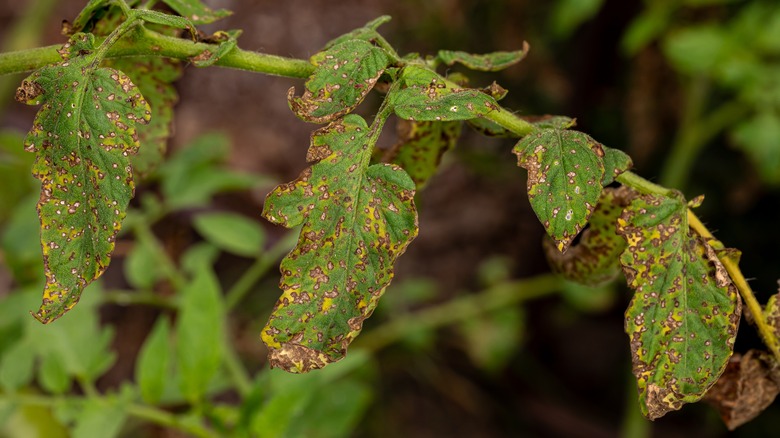 Diseased tomato plant leaves