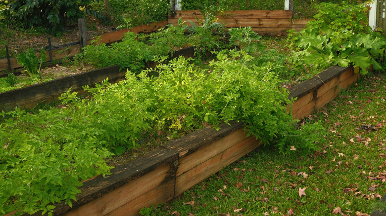 Overgrown tomato plants in a raised garden bed