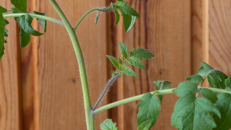An over-pruned tomato plant