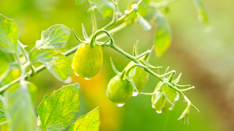 A wet cherry tomato plant with green and yellow fruit