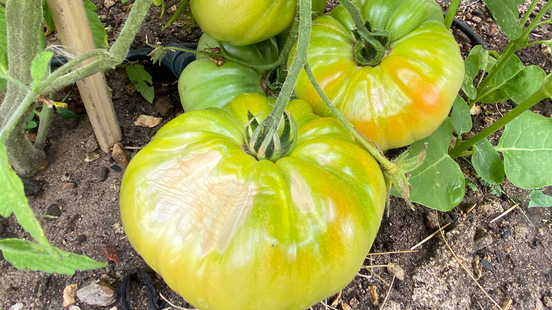 Tomatoes with sunscald