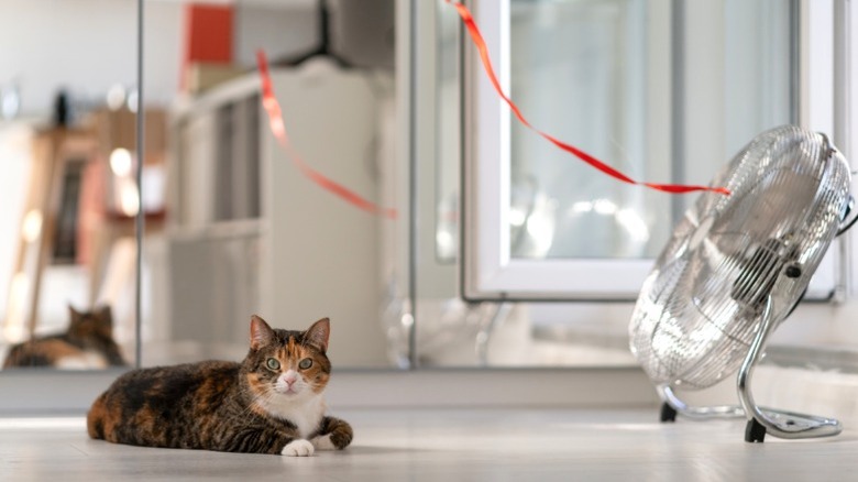 Cat and upward tilted floor fan sitting in front of mirrored wall