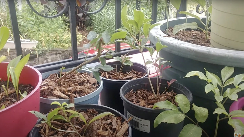 container garden filled with mulch