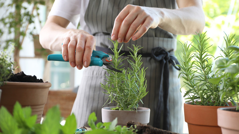 young woman pruning outdoor flower pots