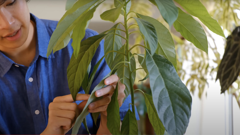 young man treating houseplants for pests