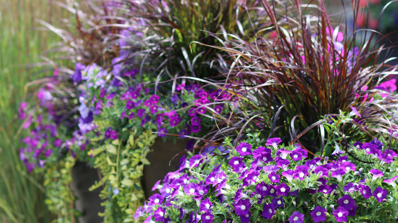 flowers vines and ferns in outdoor pot