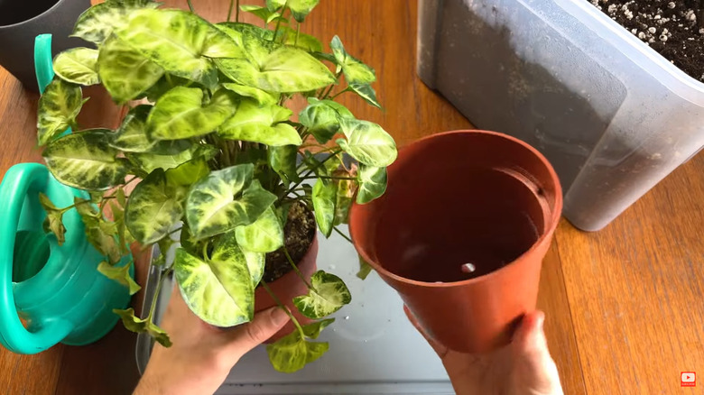 arrowhead plant in small plastic pot