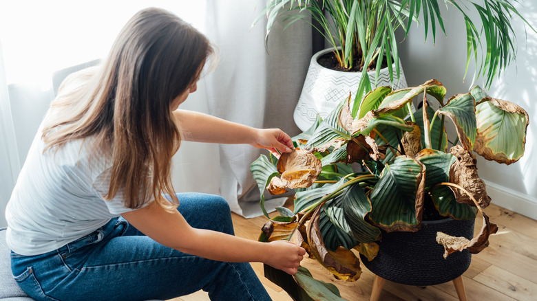 woman investigating dried out monstera