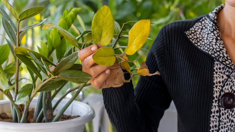 woman holding leaves of overwatered plant
