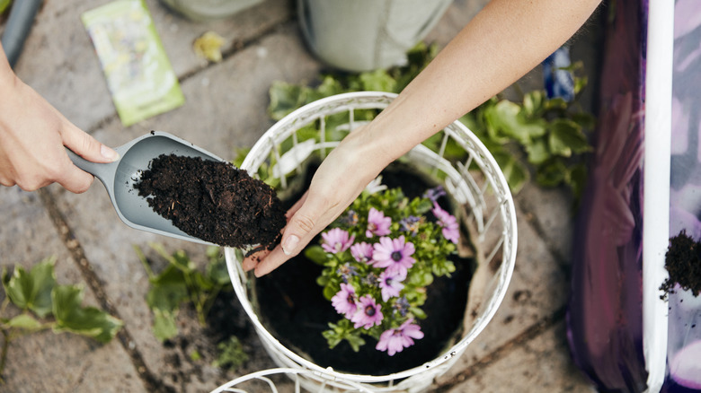 Hands holding soil over a plant pot