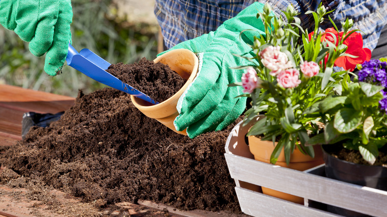 planting in pots