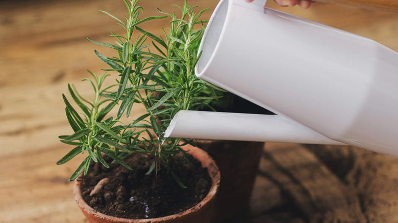 watering potted plant
