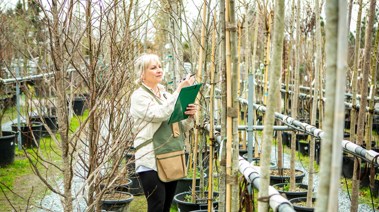 A gardener inspects a row of bare fruit trees at a nursery.