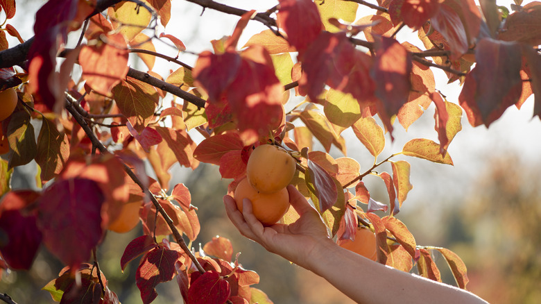 A gardener harvests a persimmon from a tree.