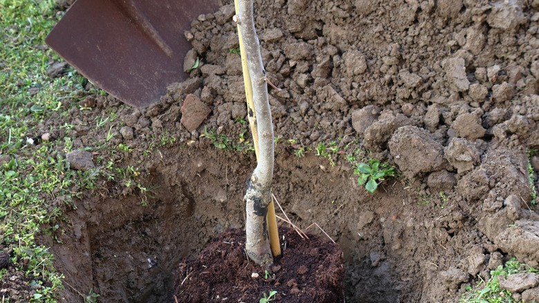 A young persimmon tree sits in a newly dug hole.