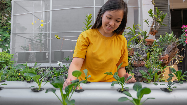 person tending to hydroponic garden