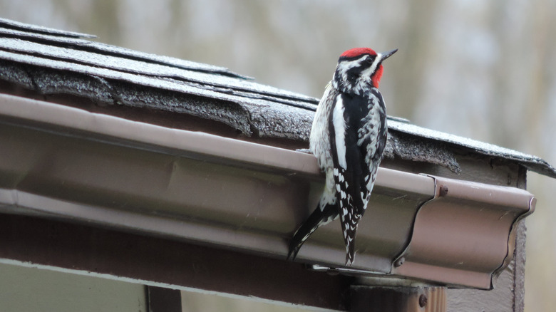 Bird sitting on metal gutter
