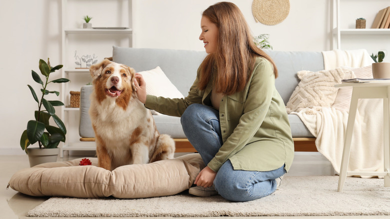 Dog sitting on its bed near a woman