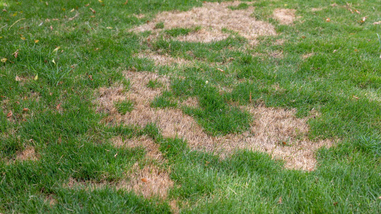 Dry, damaged, and patchy grass.