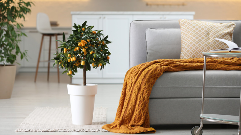 colorful fruit tree in living room