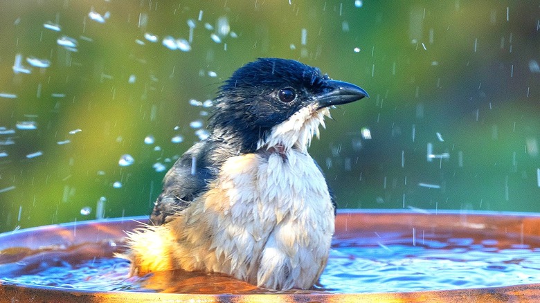 A black and white bird sits in a bird bath with droplets of water seen falling