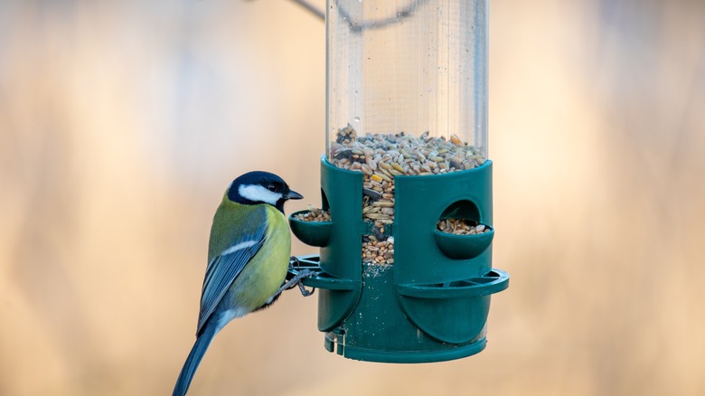 A bird perched on a hanging green bird feeder