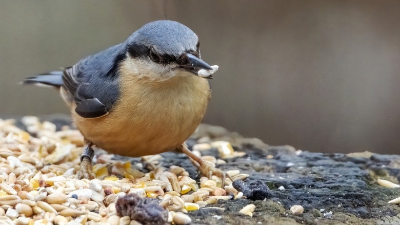 A bird eating seed on a flat surface