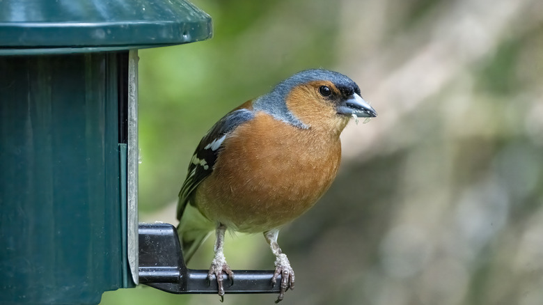 bird on birdfeeder