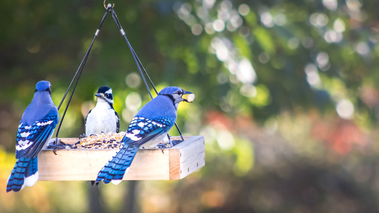 blue jays in bird feeder