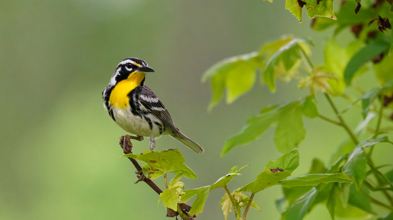 The Bird Feeder On Amazon That Can Also Beautifully Hang Flower Baskets